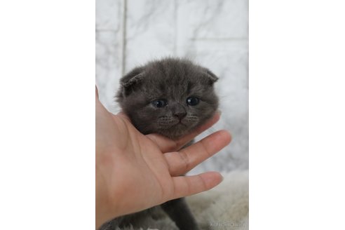 成約済の埼玉県のスコティッシュフォールド(折れ耳)-85474の4枚目